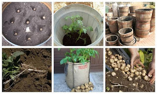 How to Grow Potatoes in a Container 2021 tips
