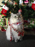 Disfraces de gatos para Navidad