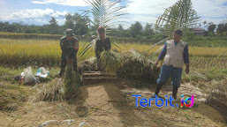 Anggota Koramil Parungkuda dan Staf Teritorial Kodim 0607/Kota Sukabumi Serap Gabah Petani di Desa Cibodas