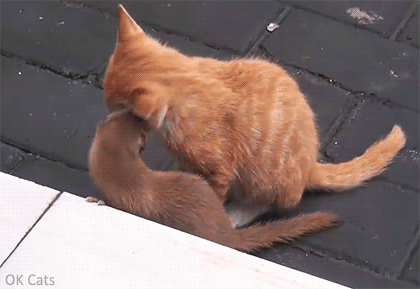 Amazing Cat GIF • Young weasel wants to be friends with Kitty They are so cute and innocent [ok-cats-gifs.com]