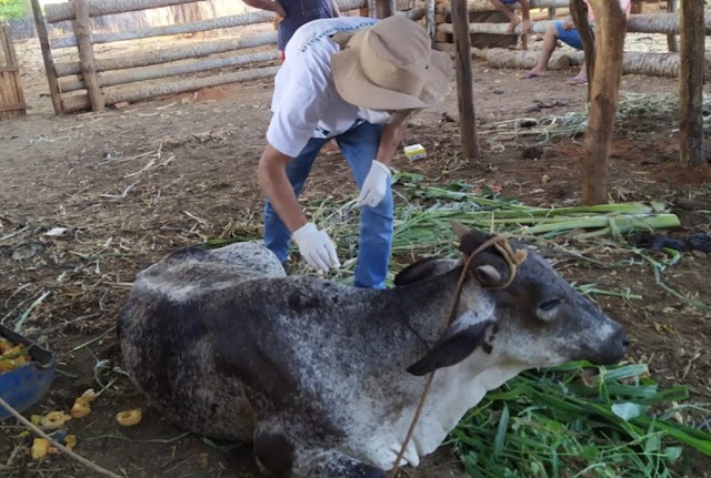 Mossoró confirma segundo caso positivo de raiva em bovino