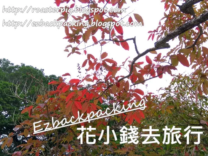 九龍公園紅葉