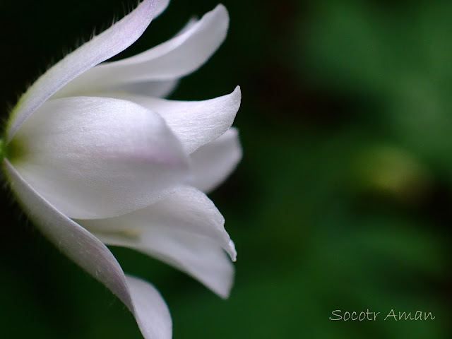 Anemone flaccida