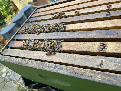 beekeeping,bee,Small Hive Beetle,checkerboarding,winter,nectar,bee cozy,hive tool,