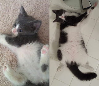 29 fotos de antes y después de la adopción muestran lo que el amor les hace a los gatos