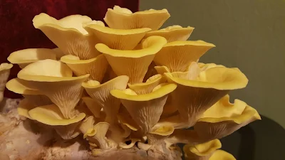 Mushroom farming training in Austria