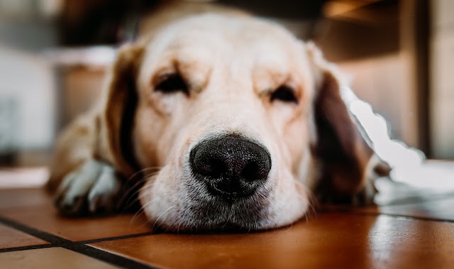 8 Potentially Deadly Dog Diseases- How to Prevent?