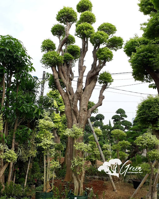 Jual Bonsai Anting Putri di Garut Langsung Dari Petani