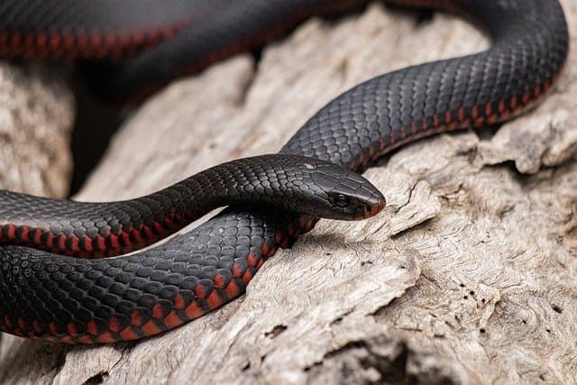 red bellied black snake