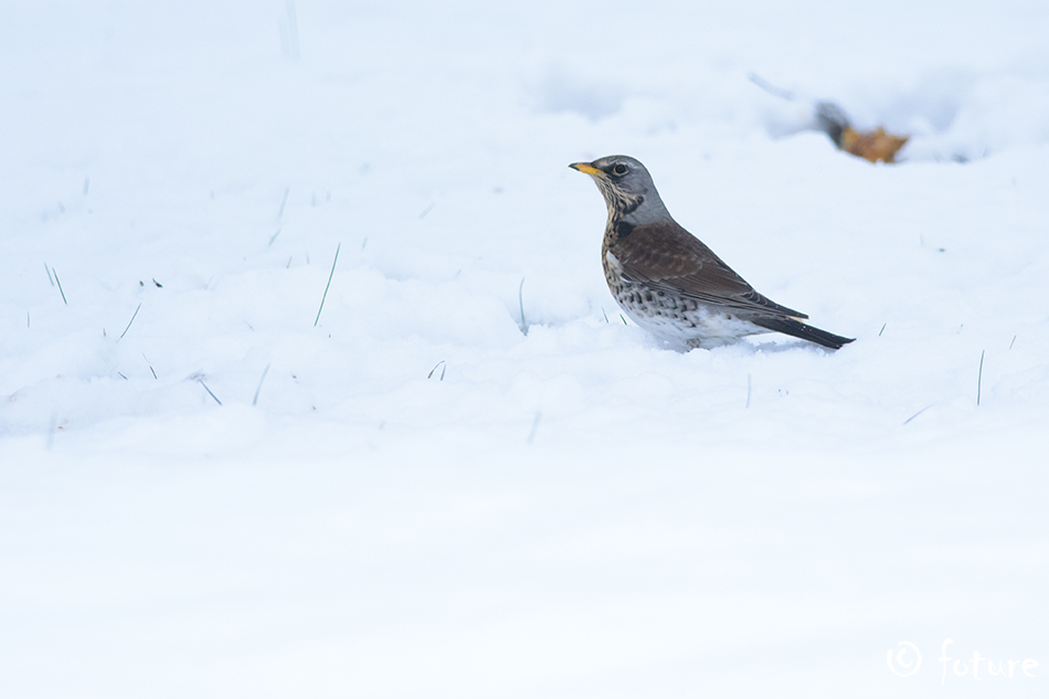 Hallrästas, Turdus pilaris, Fieldfare, rästas