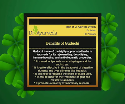 Benefits of Guduchi by Dr Ayurveda