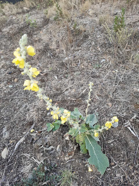 Verbascum pulverulentum