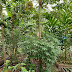 Kemas Batas Timbun Pertama | Tidy Up First Raised Bed