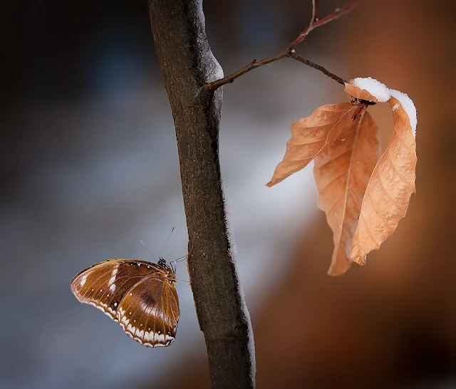 প্রজাপতির ছবি