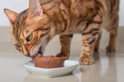 Makanan Basah Kucing: Pilihan Terbaik Untuk Kucing Anda