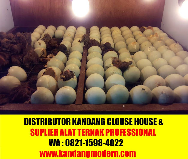 peralatan kandang telur KERINCI