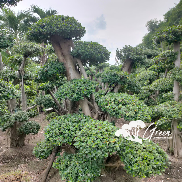Jual Bonsai Beringin Korea Taman (Pohon Dolar) di Tuban Garansi Mati Terjamin