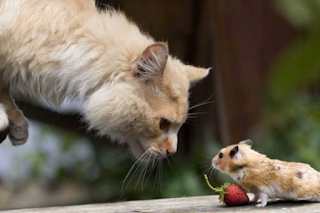 KENAPA KUCING SERING MENGEJAR TIKUS