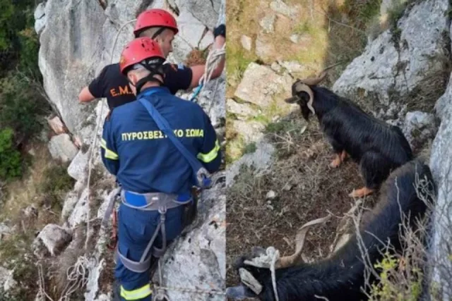 Επιχείρηση πυροσβεστών και ΕΜΑΚ για την διάσωση δυο τράγων στα Δερβενάκια