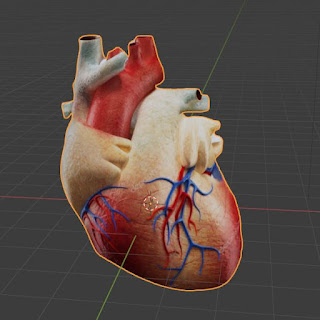 Heart anatomy free 3d models fbx obj blend