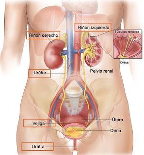 biologia