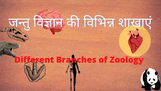 जन्तु विज्ञान की प्रमुख शाखाएं .major branches of zoology.