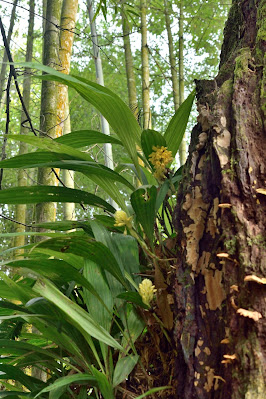 Calanthe densiflora - Densely Flowered Calanthe care