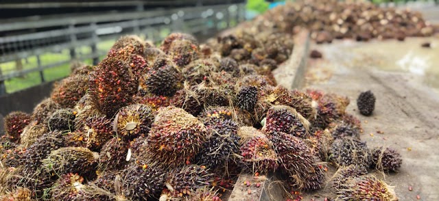 Awal Tahun, Harga TBS Sawit di Tingkat Petani Labura Turun Sekitar Rp200 Per Kilogram 