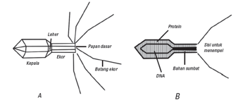 struktur-bakteriofag