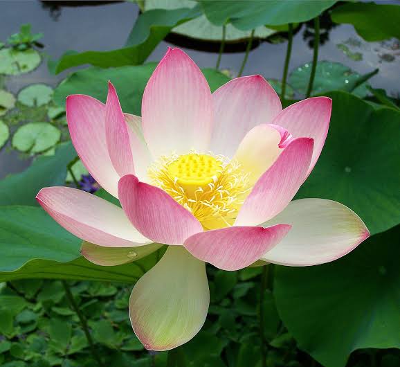 Part of the biggest flowers in the world is Sacred Lotus (Nelumbo nucifera).