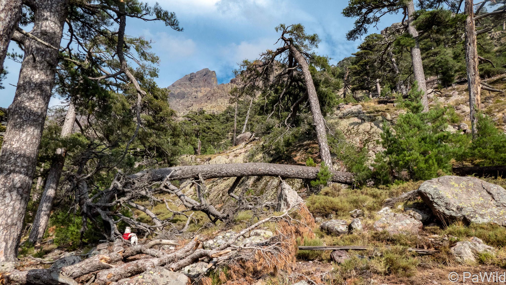 chemin entre ballone et cittulu di mori, foret d'albertacce