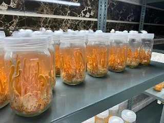 Cordyceps mushroom farming training.