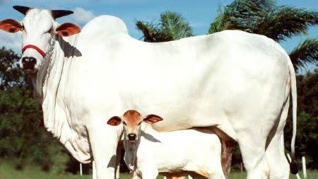 20 گنا زیادہ دودھ دینے والی گائے کی نئی نسل متعارف