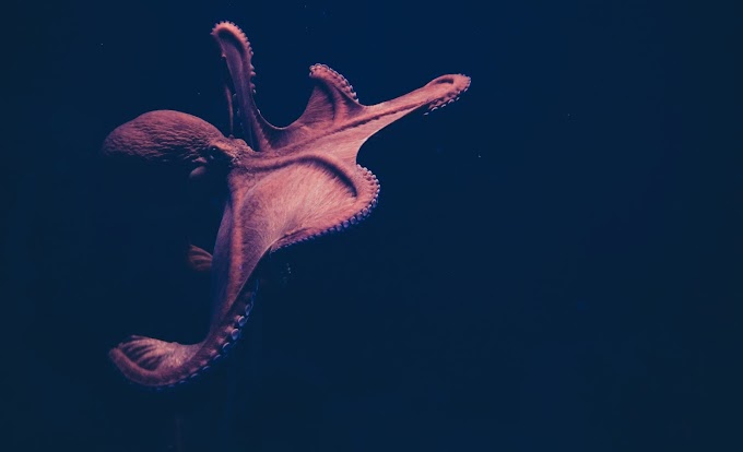 A Weird Paper Tests The Limits of Science by Claiming Octopuses Came From Space