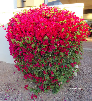 bougainvillea, Bougainvillea species