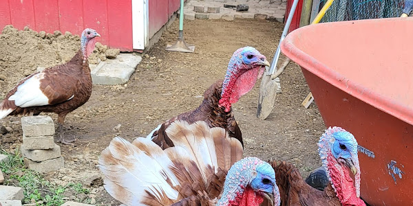 How do you raise turkeys?