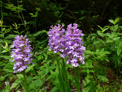 Platanthera psycodes - Small Purple Fringed Orchid care