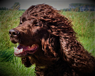 Irish Water Spaniel Irish Water Spaniel Dog History?  The Irish Water Spaniel belongs to the ancient breeds, although, there is no exact data on its origin. The information is quite contradictory, however, most dog historians and breeders agree that the Irish Water Spaniel comes from a mixture of many other breeds of spaniels. But Irish folklore tells us quite clearly that this dog originated from the ancient Dobhar Chu.  As you can see, there is a lot of information, it causes contradictions, and we will try to systematize it somewhat. It is possible that the Irish water spaniel does come from the Dobhar Chu, however, subsequently, the breed was mixed with other spaniels. It is assumed that this involved:  Portuguese water dog; barbet; old water dog; English water spaniel (extinct); poodle; northern and southern water spaniels.      But these are only the assumptions of breeders, since the person who made the breed as we know it today, did not leave any data for subsequent generations. His name was Justin McCarthy, and he lived in Dublin.  He developed the Breed Irish Water Spaniel in the first half of the 19th century, and a decent result appeared in 1830 or so. Justin was a hunter and wanted to breed a dog that would meet his ideas about the ideal hunting dog, capable, among other things, of pulling a beaten bird out of the water. By the way, it is believed that this is one of the oldest spaniels on the planet, in addition, these are the largest spaniels of all existing. And - very rare.   Characteristics of the breed? popularity                                                           01/10 training                                                               09/10 size                                                                     07/10 mind                                                                   10/10 protection                                                           08/10 Relationships with children                               10/10 Dexterity                                                            07/10 Molting                                                                     02/10         Irish Water Spaniel Dog Breed Information? Irish water spaniel price? Irish water spaniel for sale?  Country  Ireland  Lifetime  10-12 years  Height  Males: 56-61 cm Females: 53-58 cm  Weight  Males: 25-30 kg Females: 20-26 kg  Length of wool  long-haired  Color  brown  Price 700 - 1300 $  Description These are large dogs of athletic build, with voluminous chests. Limbs of medium length, addition proportional, balanced. The ears are hanging, and the coat is curly, curly, of medium length. The tail is medium, with almost no hair.     Personality Irish water spaniel Personality?  The Irish Water Spaniel is a dog originally intended for hunting, however, in the modern world, it may well perform the role of a pet. And you don't have to be an avid hunter to get this dog. In relation to members of his family, this breed is distinguished by softness, affection, and great devotion.  The Irish Water Spaniel may be aware of itself as a watchman, especially if it lives in a house, in the private sector, where it has its own territory - a fenced area. He will protect his family, that's for sure. Although, the dog perceives strangers without aggression if it is just with you on a walk in the park.  This breed treats children with great tenderness, care, and patience. At the same time, we should not forget that every living being on this planet has its own limit of patience, and it is not worth testing. Therefore, be sure to teach the child the correct and respectful treatment of the animal. Also, do not leave alone children under five years old, as purely because of its size, the dog can accidentally overturn the child.  The Irish Water Spaniel has hunting instincts since it was originally bred for such purposes. Therefore, if you go to the forest for a picnic, go to the park for a walk or jog in a park where there are squirrels, do not be stunned if your pet tries to catch some little game.  If the dog lives in a private house and has free access to the street, it will periodically bring you a mole or rat, as a kind of offering. Since it's a terrier, it loves to dig. He has a developed intellect, a good memory, is normally amenable to training, likes to maintain close contact with the owner, and does one thing together. Training is just what you need if you build the training process correctly. It has a high level of energy and needs long walks and physical activity.     Common Diseases The Irish Water Spaniel is a very healthy dog that rarely gets sick.  Beautiful Pictures of Irish Water Spaniel Dog