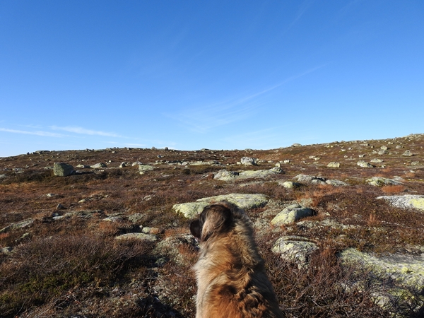 sørbølfjellet leonberger