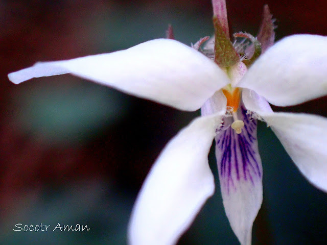 Viola maximowicziana