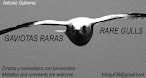 Recopilatorio Gaviotas Raras