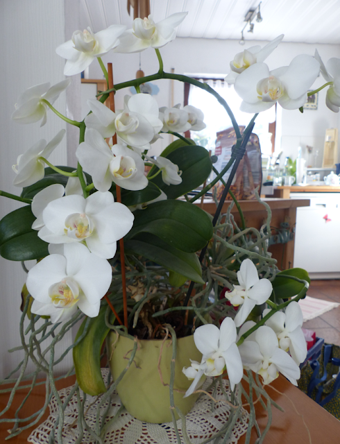 blühende Orchidee