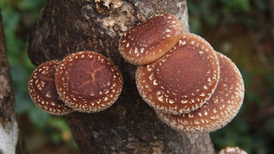 Shittake mushroom farming training in Argentina