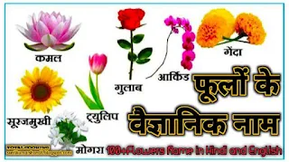 फूलों के वैज्ञानिक नाम | 100+Flowers Name in Hindi and English