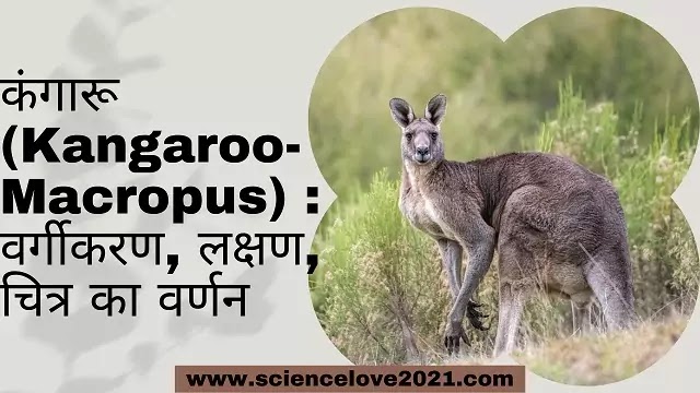 कंगारू(Kangaroo- Macropus) : वर्गीकरण, लक्षण, चित्र का वर्णन|hindi