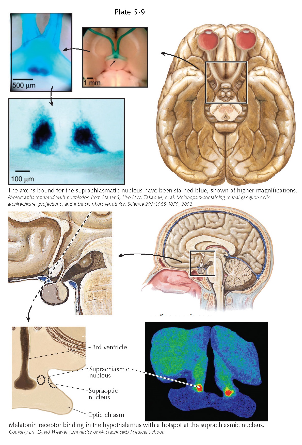 Visual Inputs to the Hypothalamus