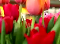 Red tulip flowers look nice