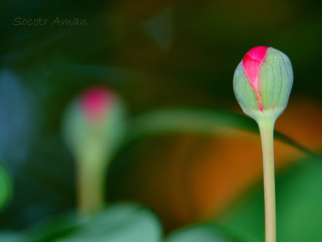 Paeonia obovata