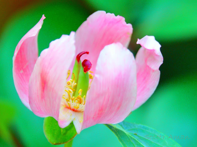 Paeonia obovata