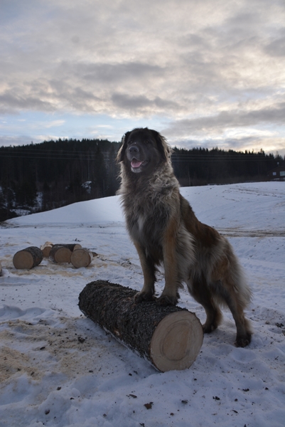 leonberger